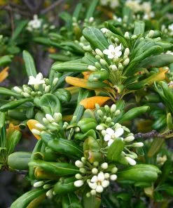 Future Forests Shrubs Pittosporum Tobira 7 Future Forests Shrubs Pittosporum Tobira