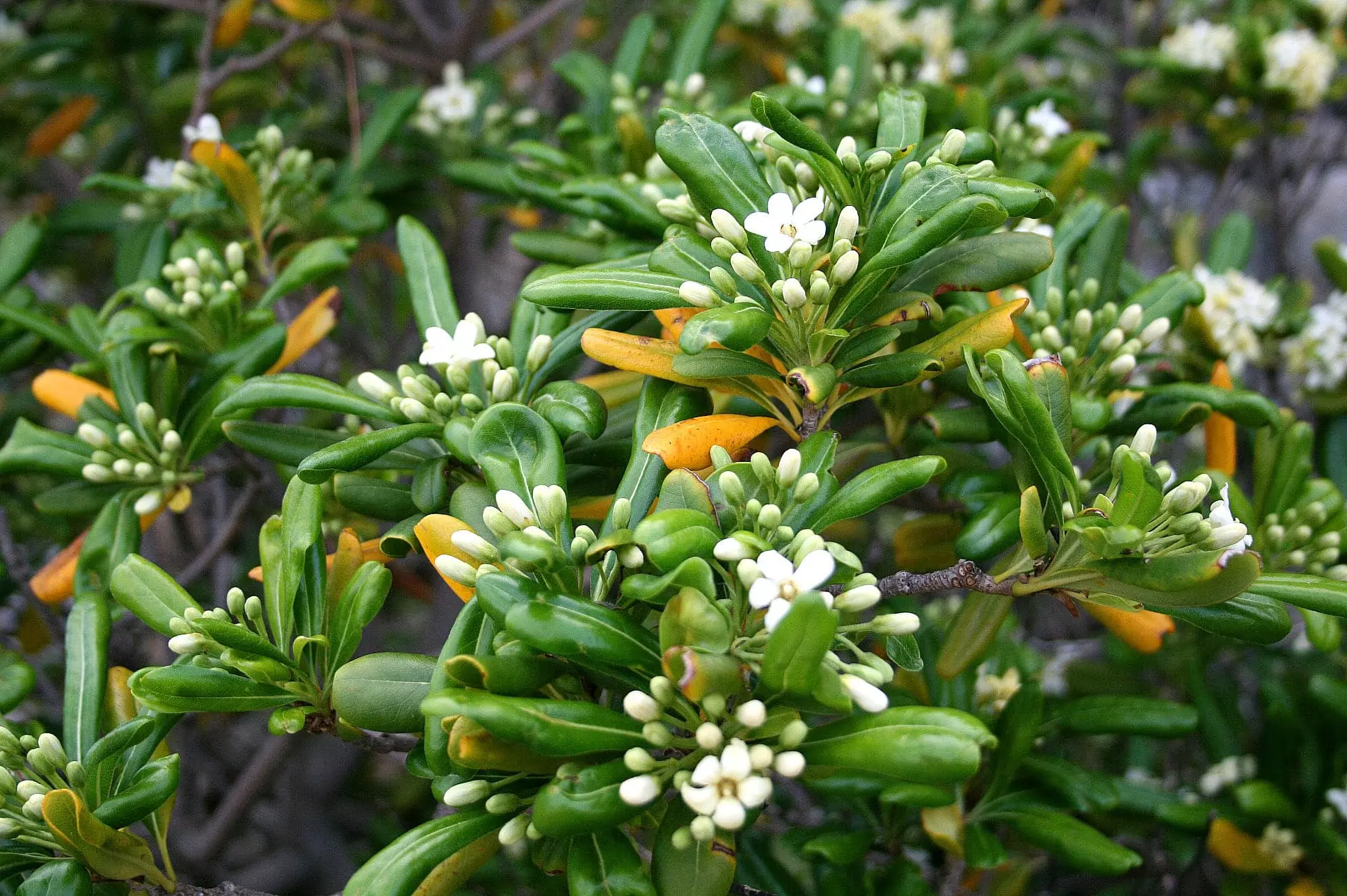 Future Forests Shrubs Pittosporum Tobira 5 Future Forests Shrubs Pittosporum Tobira