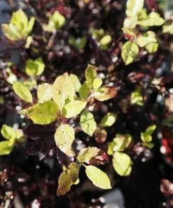 Future Forests Pittosporum Tenuifolium Tom Thumb