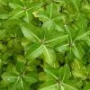 Future Forests Shrubs Pittosporum Tenuifolium Gold Star 2 Future Forests Shrubs Pittosporum Tenuifolium Gold Star