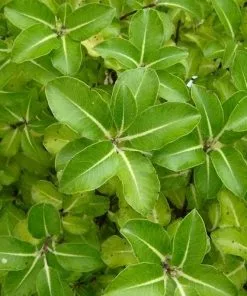 Future Forests Shrubs Pittosporum Tenuifolium Gold Star