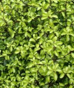 Future Forests Shrubs Pittosporum Tenuifolium Gold Star