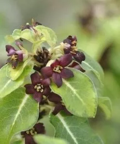 Future Forests Shrubs Pittosporum Tenuifolium Gold Star