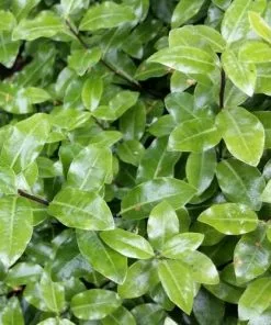 Future Forests Pittosporum Tenuifolium Golf Ball