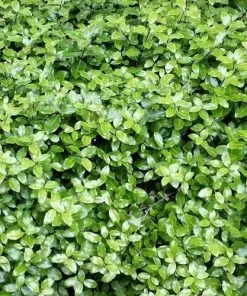 Future Forests Pittosporum Tenuifolium Golf Ball 11 Future Forests Pittosporum Tenuifolium Golf Ball