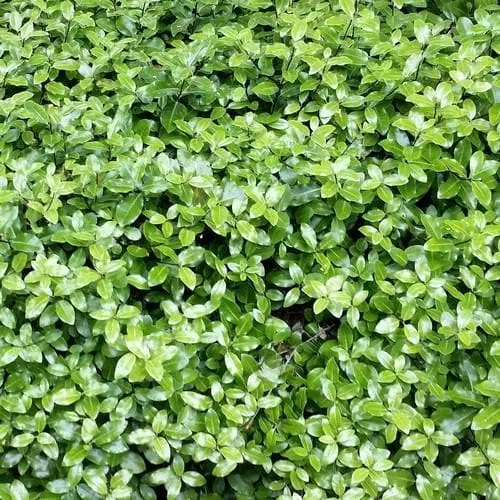 Future Forests Pittosporum Tenuifolium Golf Ball 4 Future Forests Pittosporum Tenuifolium Golf Ball