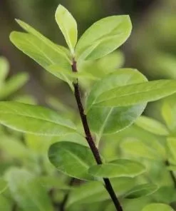 Future Forests Pittosporum Tenuifolium Golf Ball 12 Future Forests Pittosporum Tenuifolium Golf Ball