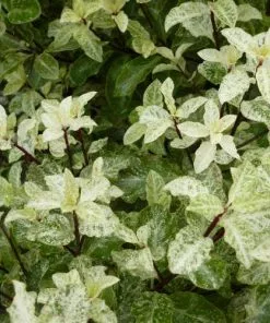 Future Forests Pittosporum Tenuifolium Irene Paterson Shrubs