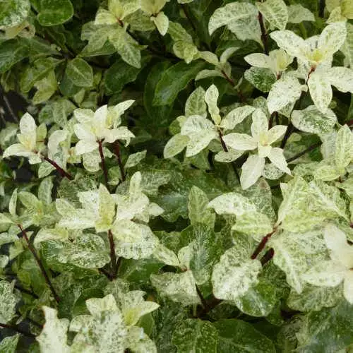 Future Forests Pittosporum Tenuifolium Irene Paterson Shrubs 4 Future Forests Pittosporum Tenuifolium Irene Paterson Shrubs