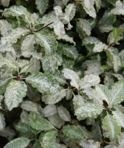 Future Forests Pittosporum Tenuifolium Irene Paterson Shrubs 8 Future Forests Pittosporum Tenuifolium Irene Paterson Shrubs