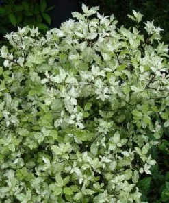 Future Forests Pittosporum Tenuifolium Irene Paterson Shrubs