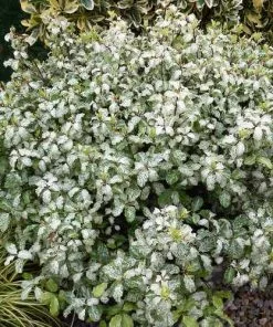 Future Forests Pittosporum Tenuifolium Irene Paterson Shrubs 9 Future Forests Pittosporum Tenuifolium Irene Paterson Shrubs