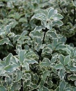 Future Forests Shrubs Pittosporum Tenuifolium Variegatum