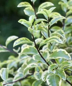 Future Forests Shrubs Pittosporum Tenuifolium Variegatum