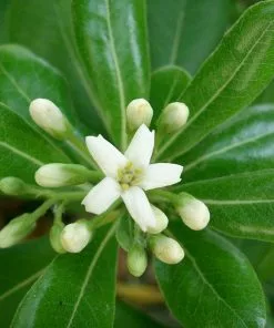 Future Forests Shrubs Pittosporum Tobira