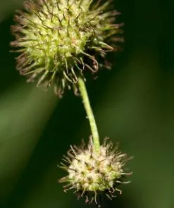 Future Forests Trees Platanus X Acerifolia - London Plane
