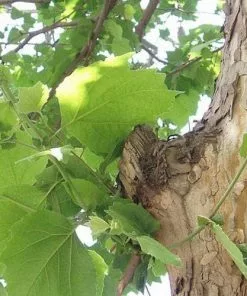 Future Forests Trees Platanus X Acerifolia - London Plane