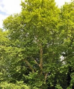 Future Forests Trees Platanus X Acerifolia - London Plane