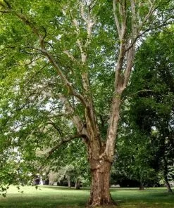 Future Forests Trees Platanus X Acerifolia - London Plane