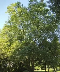 Future Forests Trees Platanus X Acerifolia - London Plane