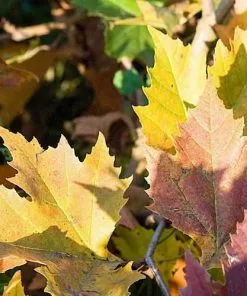 Future Forests Trees Platanus Orientalis Mirkovec