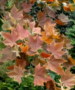 Future Forests Trees Platanus Orientalis Mirkovec