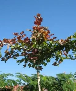 Future Forests Trees Platanus Orientalis Mirkovec