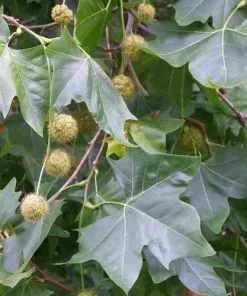 Future Forests Trees Platanus X Acerifolia - London Plane