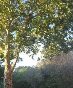 Future Forests Trees Platanus X Acerifolia - London Plane