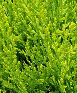 Future Forests Platycladus Orientalis Aurea Nana