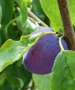 Future Forests Fruit Plum Herman