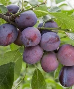 Future Forests Fruit Plum Herman