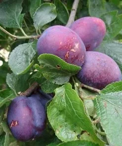 Future Forests Fruit Plum Herman