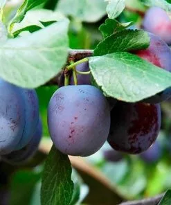 Future Forests Fruit Plum Herman