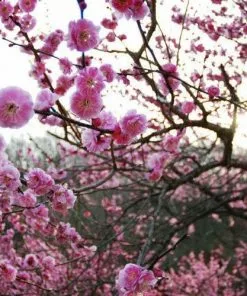 Future Forests Plum Czar