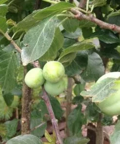 Future Forests Plum Czar