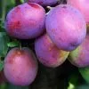 Future Forests Plum Jubilee Fruit