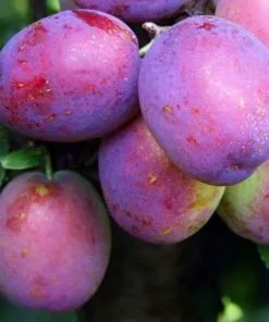 Future Forests Plum Jubilee Fruit