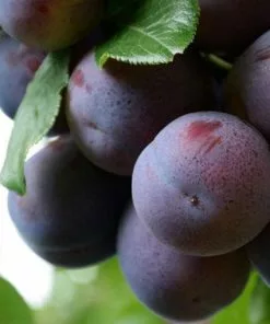 Future Forests Fruit Plum Marjorie's Seedling