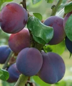 Future Forests Fruit Plum Marjorie's Seedling