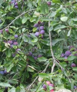 Future Forests Plum Opal