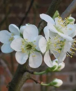 Future Forests Plum Opal