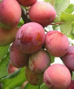 Future Forests Plum Opal