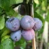 Future Forests Plum Rivers' Early Prolific Fruit
