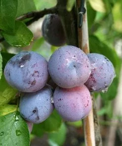 Future Forests Plum Rivers' Early Prolific Fruit