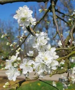 Future Forests Plum Victoria