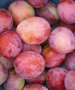 Future Forests Plum Victoria