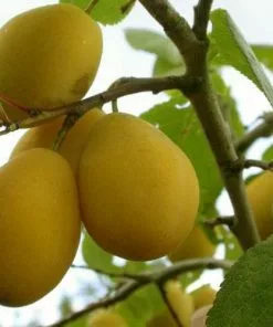 Future Forests Plum Yellow Pershore Fruit