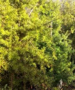 Future Forests Podocarpus Hallii Kiwi