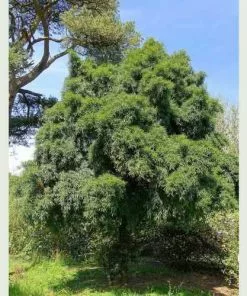 Future Forests Podocarpus Salignus All Conifers